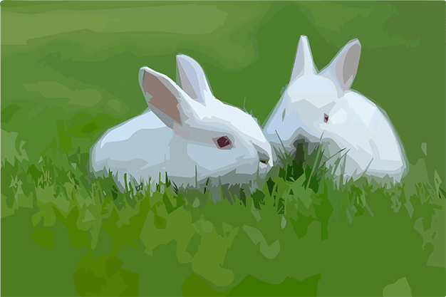 جئومتریک خرگوش