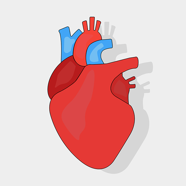 قلب انسان 1