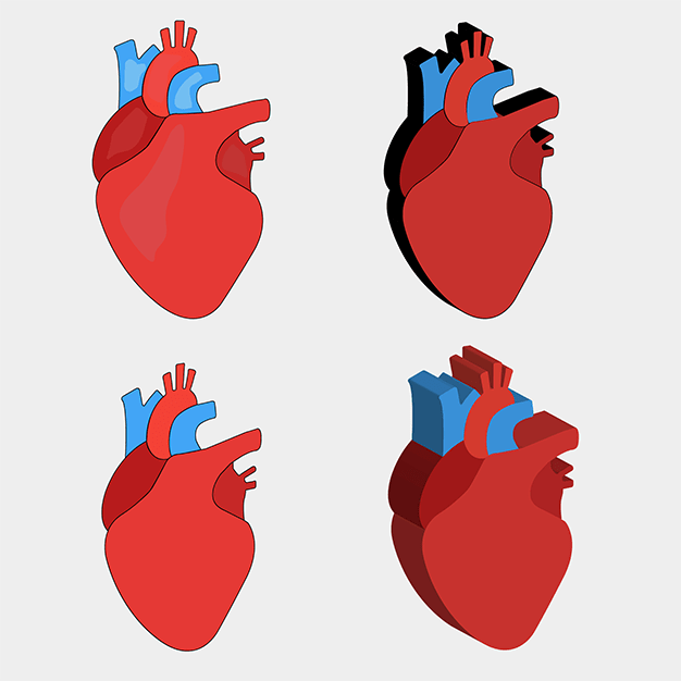 قلب انسان در 4 طرح مختلف