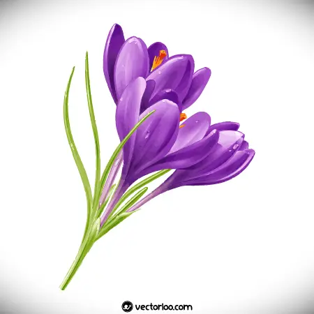 وکتور گل زعفران واقعی 1