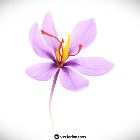 وکتور گل زعفران واقعی 2