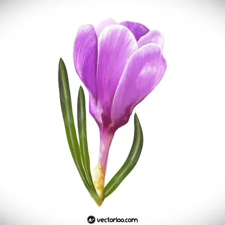 وکتور گل زعفران واقعی 3