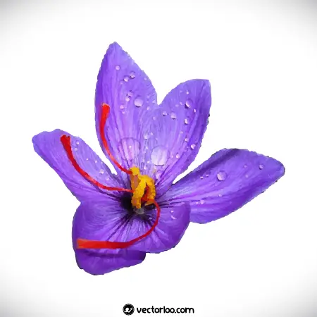 وکتور گل زعفران واقعی 4