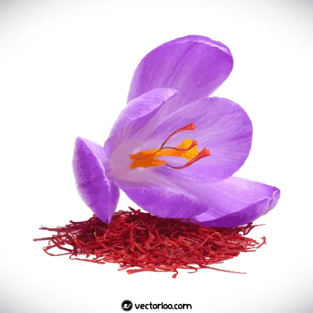 وکتور گل زعفران واقعی 5