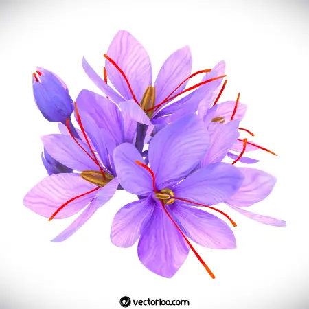 وکتور گل زعفران واقعی 6