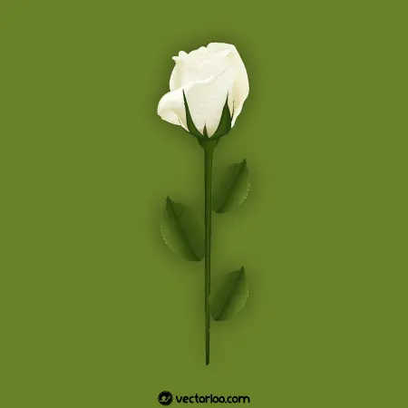 وکتور گل رز سفید 15