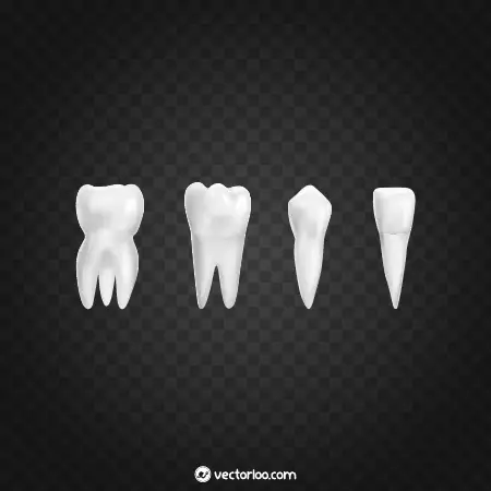 وکتور دندان انسان در چهار شکل مختلف رایگان 1