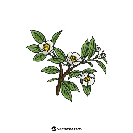 وکتور شکوفه و برگ درخت چای کارتونی 1