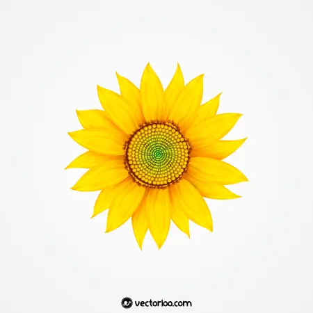 وکتور گل آفتابگردان سه بعدی از دید بالا 1