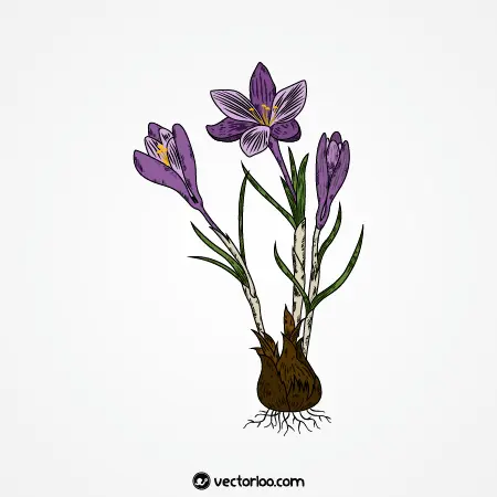 وکتور گل زعفران با ریشه 1