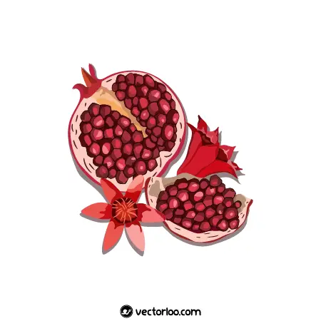 وکتور انار نصف شده با گل قرمز انار کارتونی 1