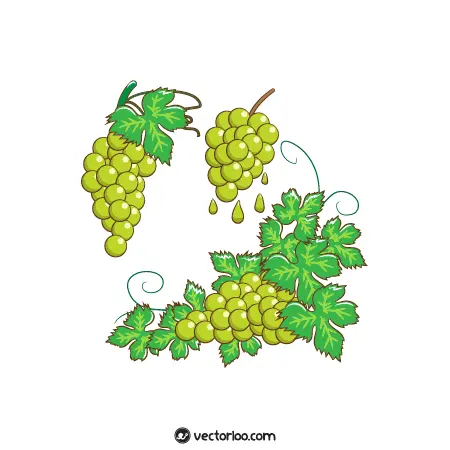 وکتور انگور سبز کارتونی زیبا در سه حالت 1