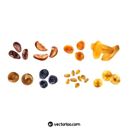 وکتور میوه خشک میوه های مختلف 3