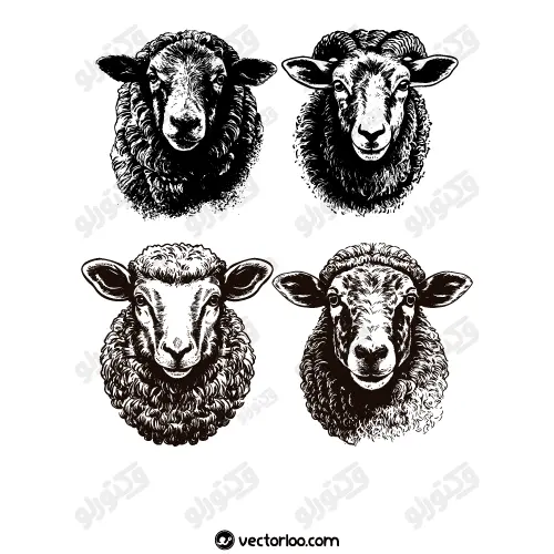 وکتور سر گوسفند و بز و قوچ سیاه 1