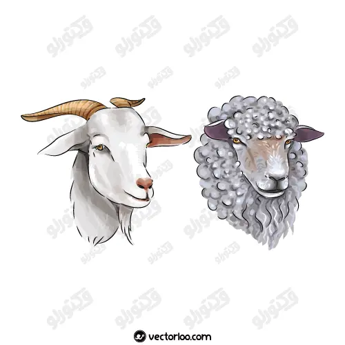 وکتور سر گوسفند و بز کارتونی رسم دست رنگی 1