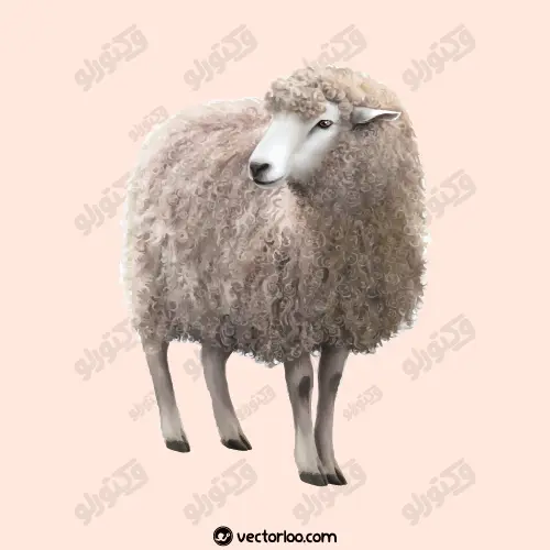 وکتور گوسفند پشمالو واقعی 1